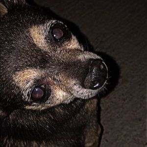 Meet your Posher, Bella